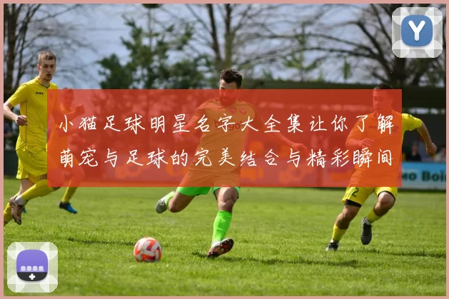 小猫足球明星名字大全集让你了解萌宠与足球的完美结合与精彩瞬间